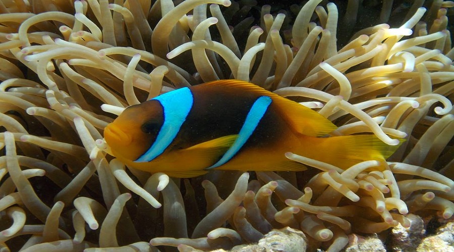 rotmeer anemonenfisch